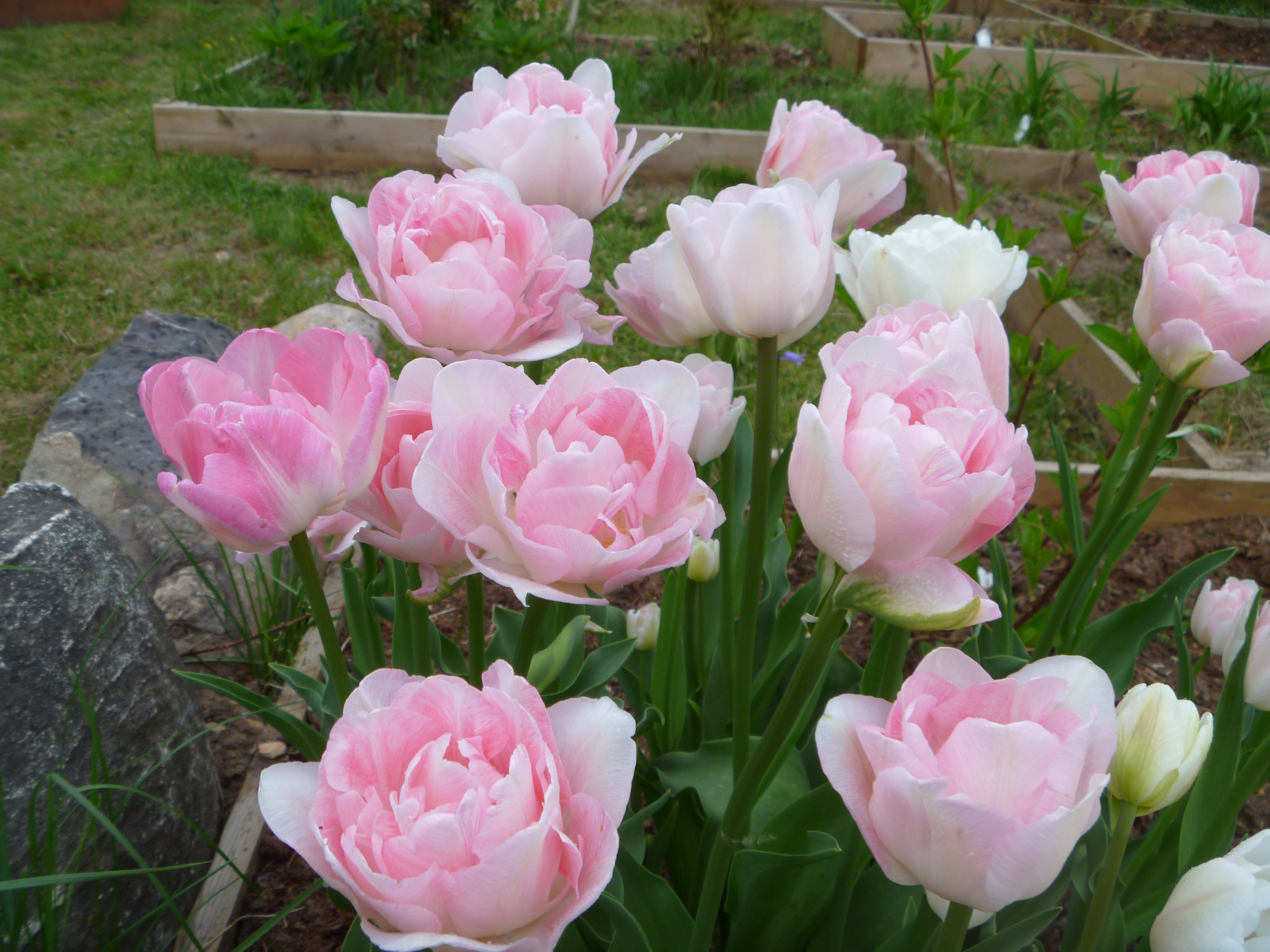 Forårets tulipaner