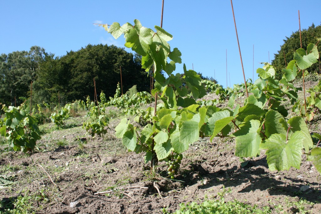 Vinstok før beskæring