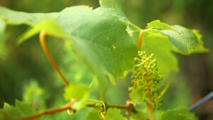 Forsommer - Når blomster bliver til druer i vinmarken