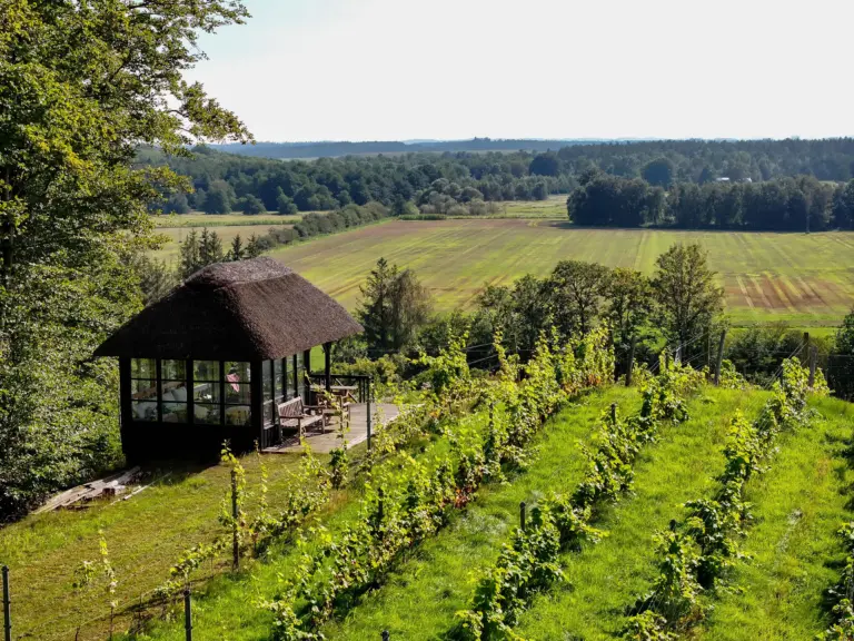 Champagnehytten og toppen af vinmarken på koruplund