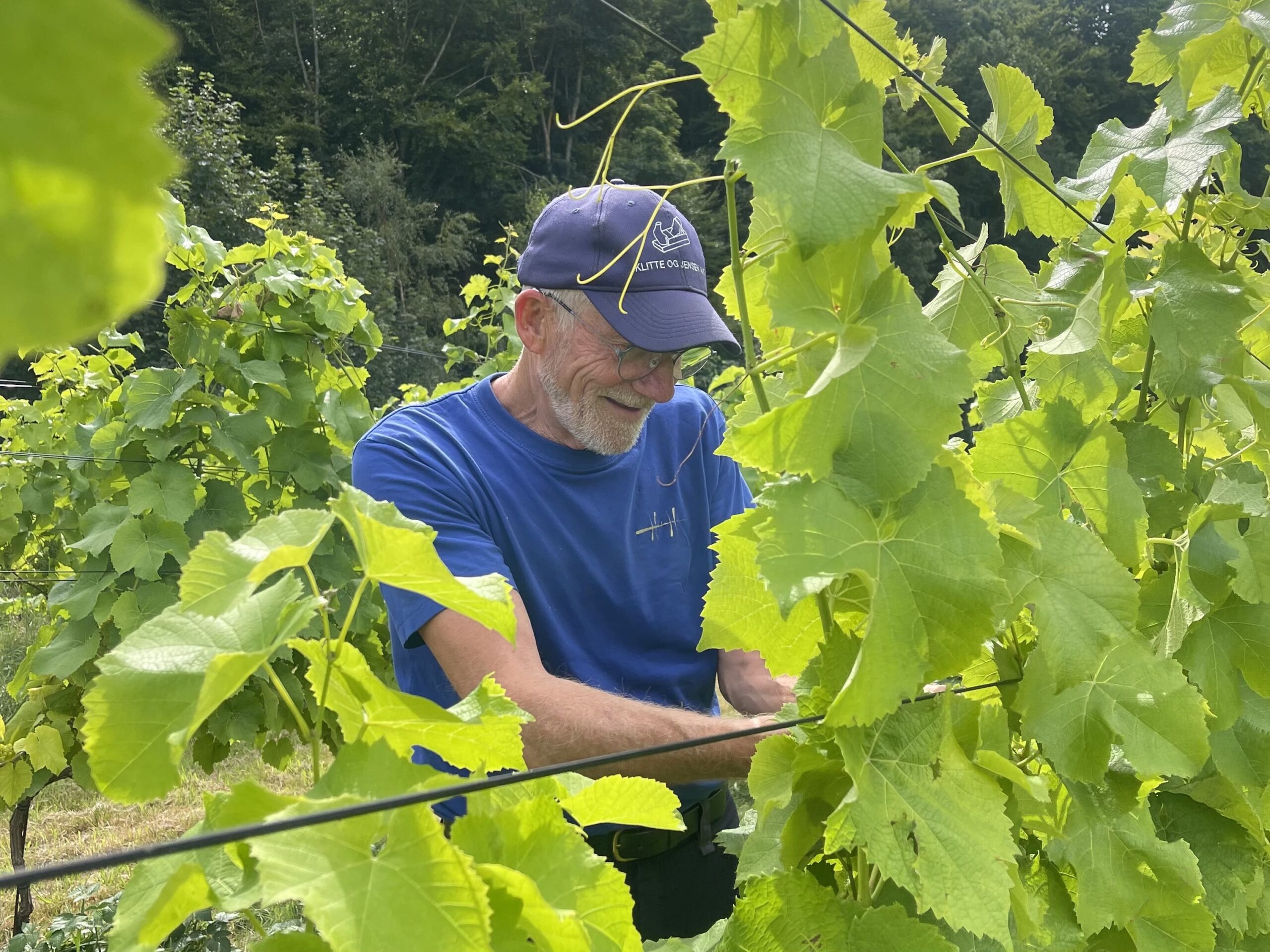 Read more about the article Vin vennerne