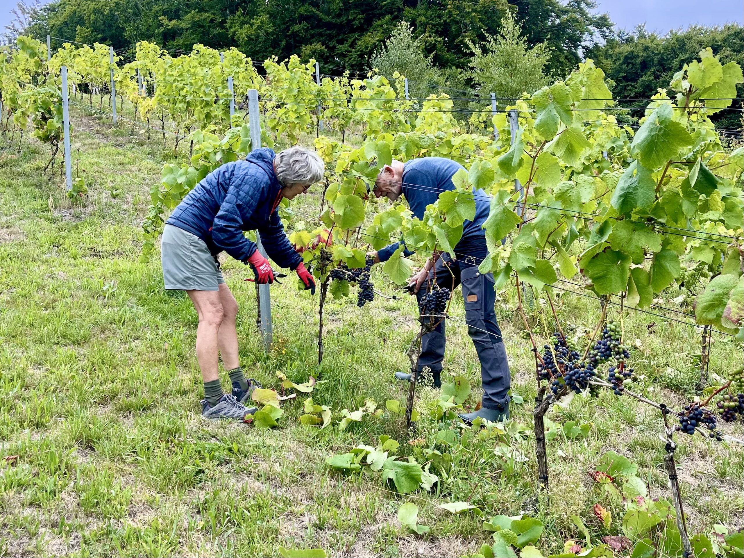 Read more about the article Vinmarkens år på Djursland – sådan dyrker vi druer til mousserende vin