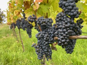 Rondo druer på Koruplund vingård. Vinmark på Djursland