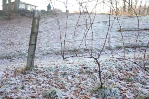 Vinterbeskæring på vinmarken