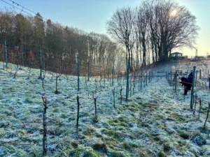 Vinterbeskæringens betydning