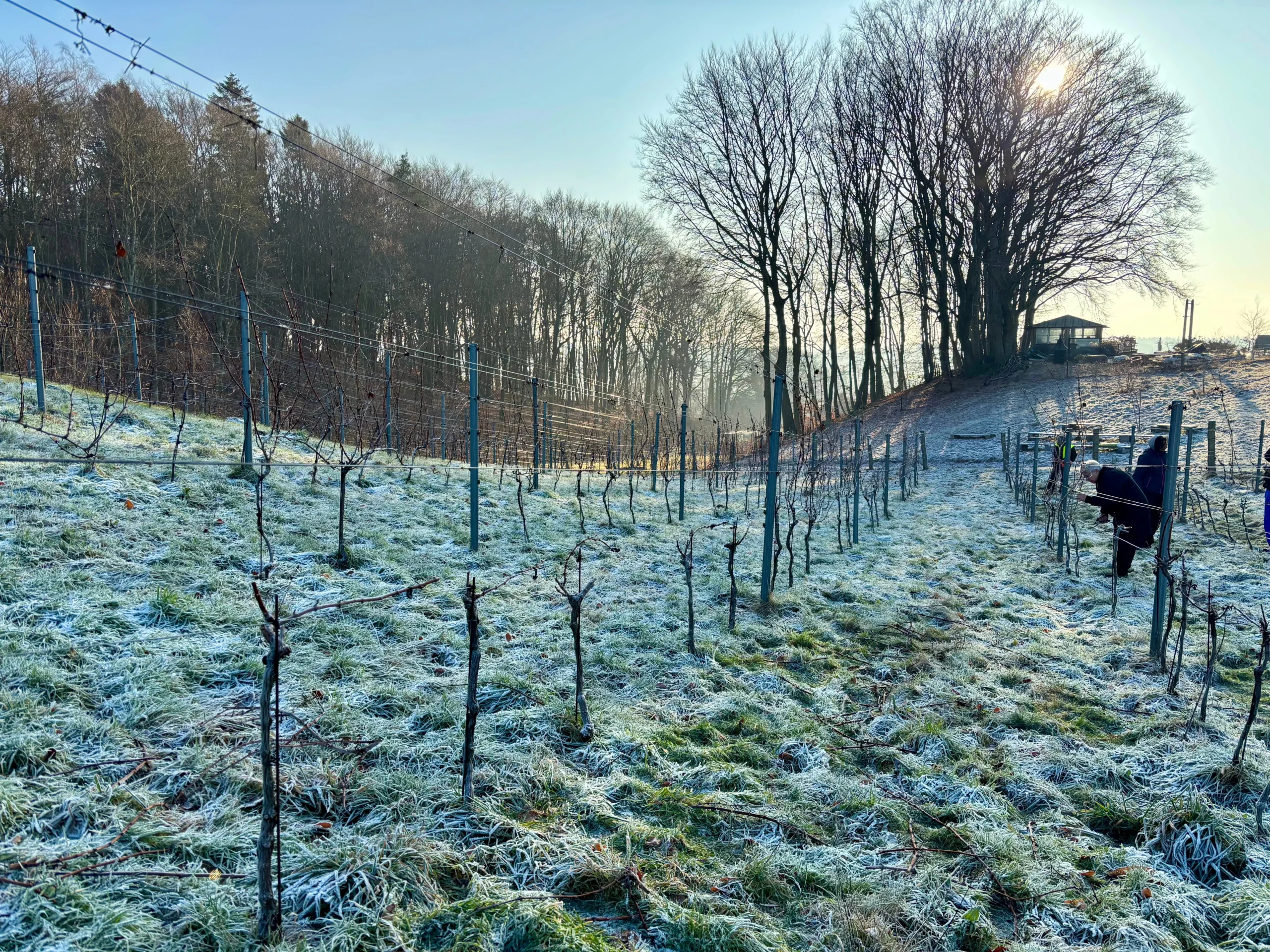 Read more about the article Derfor er vinterbeskæring afgørende for vinens kvalitet