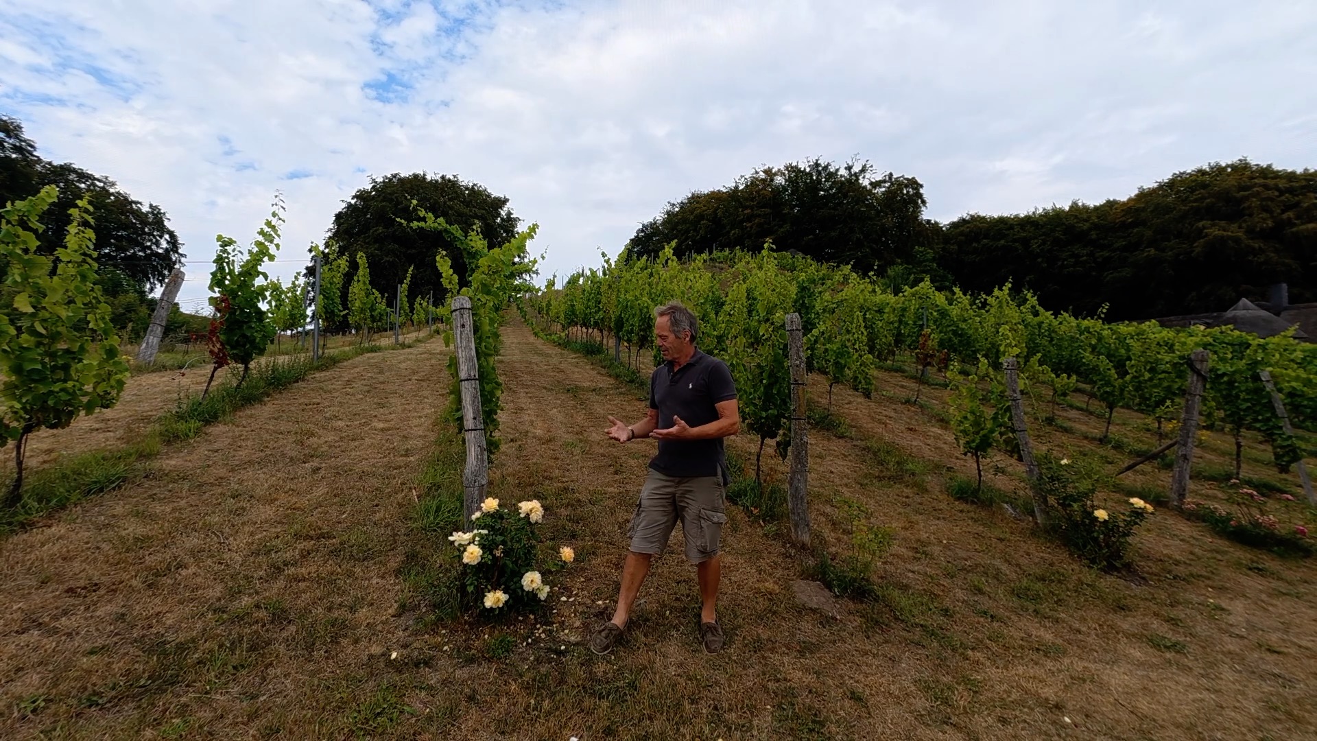 Read more about the article Roser i vinmarken