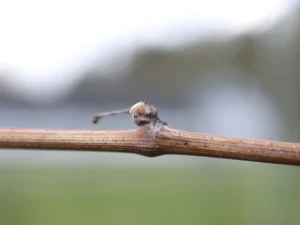 knopbrydning - forårs arbejde i vinmarken