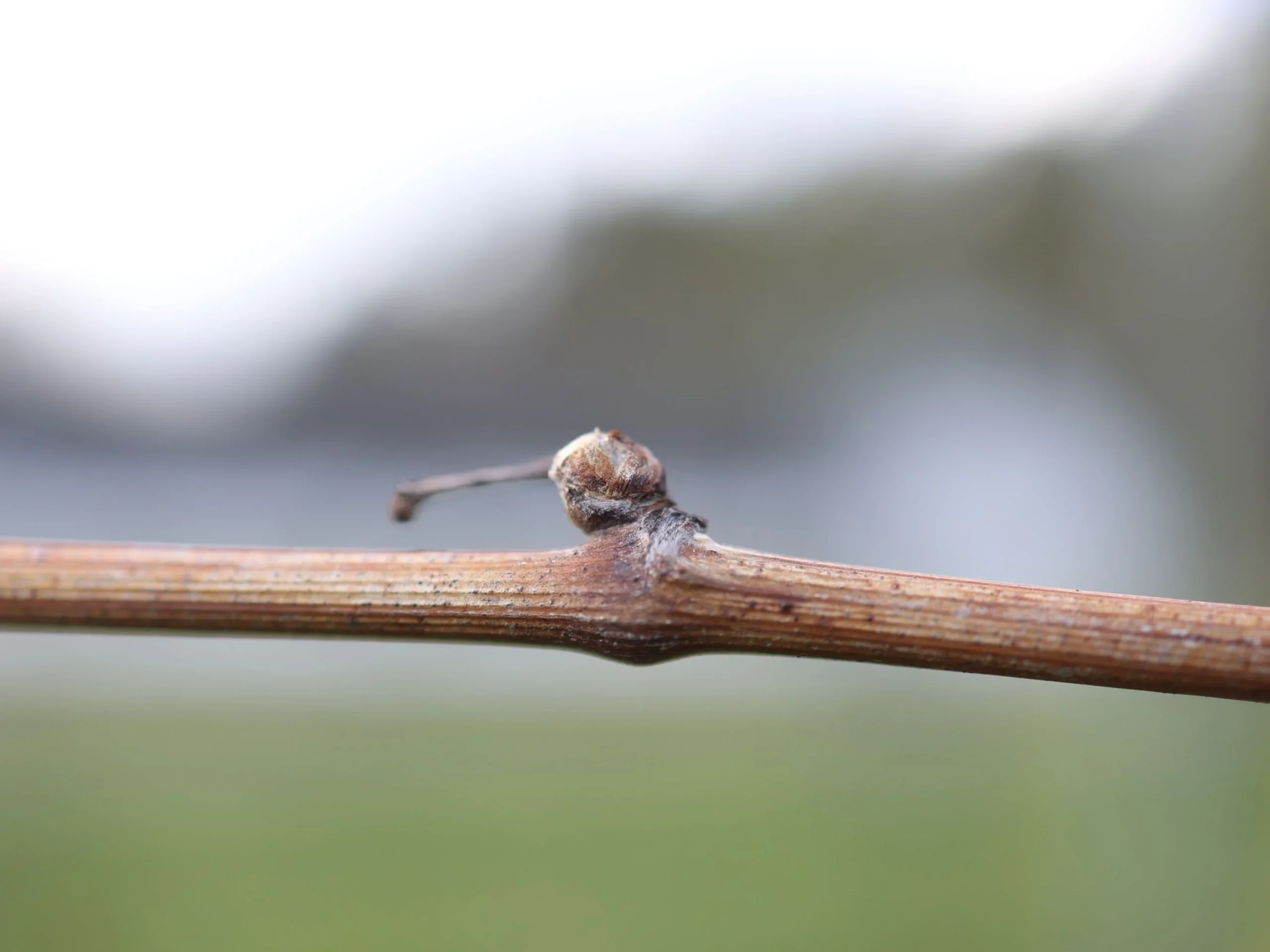 You are currently viewing Når vinstokkene vågner – knopbrydning og forårets første arbejde